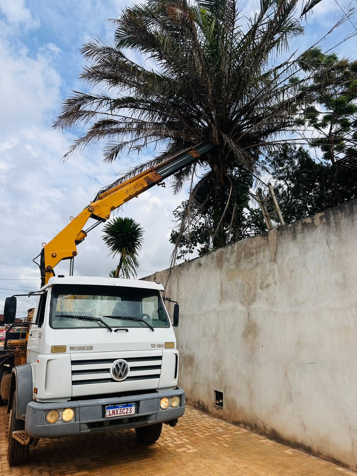 Munck em operação de poda e remoção de palmeira